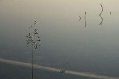 Birds flying over lake against sky