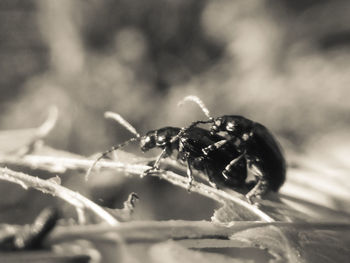 Close-up of insect