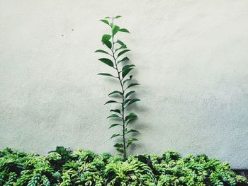 Close-up of ivy against wall