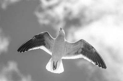 Low angle view of bird flying against sky