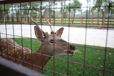 View of deer in zoo