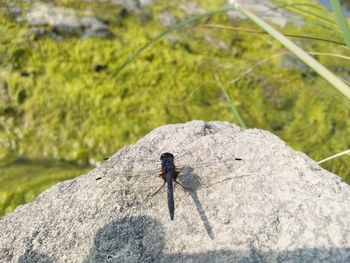 Rear view of man on rock