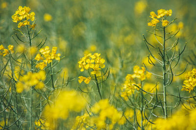 Close-up of yellow flowering plants on field