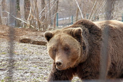 Close-up of a bear