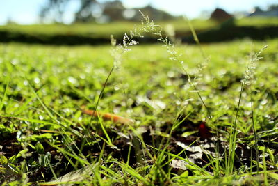 Close-up of wet grass on field