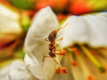 Close-up of insect on flower