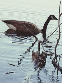 Bird in lake