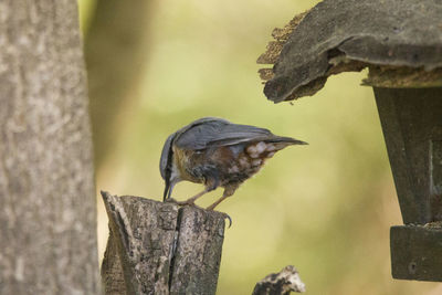 Close-up of bird perching on wooden post