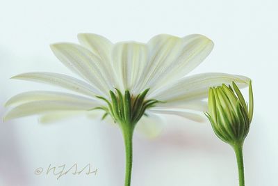 Close-up of white flowering plant