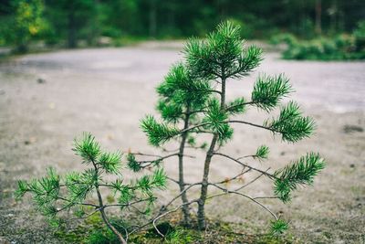 Close-up of plant against blurred background