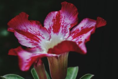 Close-up of red flower blooming against black background