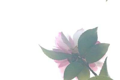 Close-up of pink flower against white background