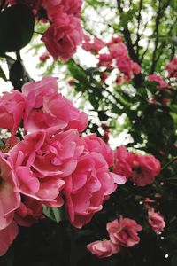 Close-up of pink flower