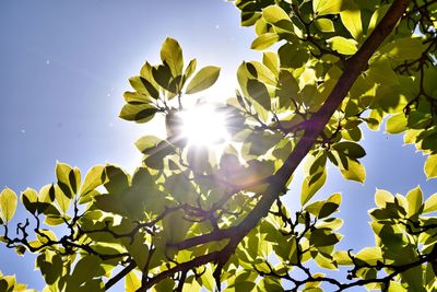 Low angle view of sunlight streaming through tree