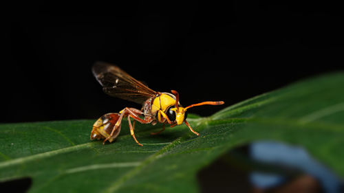 Close-up of insect on leaf