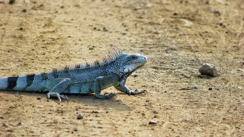 Side view of a reptile on sand