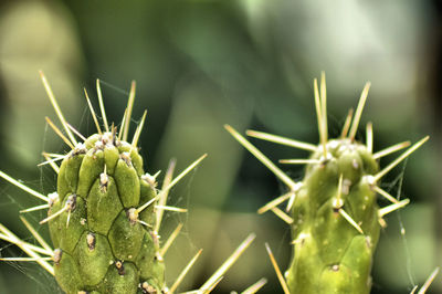 Close-up of prickly pear cactus