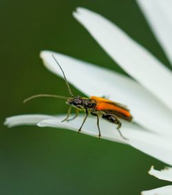 insect