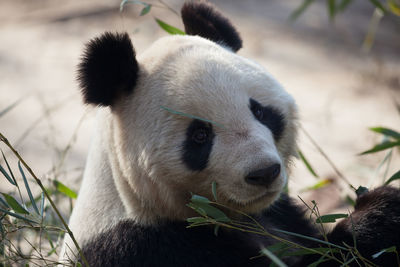 Close-up of bamboo in zoo