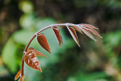 Close-up of dried leaves on plant