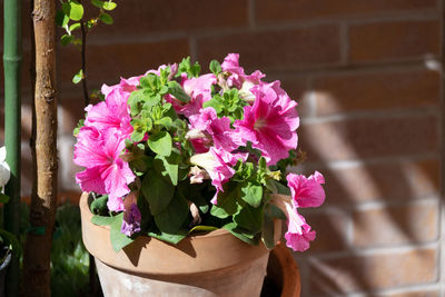 Close-up of pink flowering plant in pot