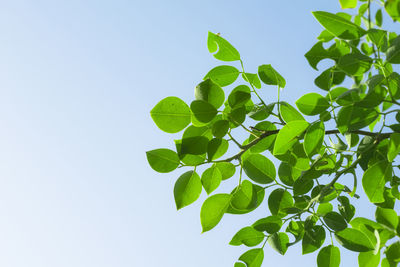 Low angle view of green leaves against clear sky