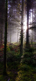 Sunlight streaming through trees in forest