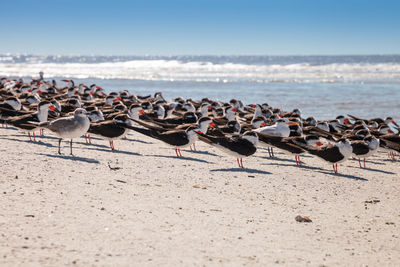 Flock of seagulls on beach