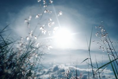 Low angle view of grass flowers against sky