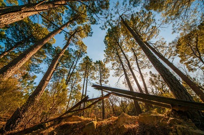 Low angle view of trees and railroad track