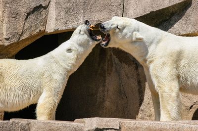 Polar bear fight at brookfield zoo