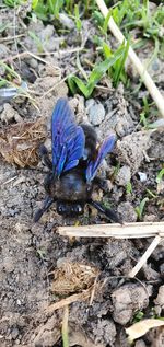 High angle view of butterfly on flower field