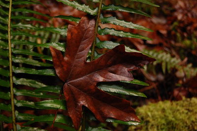 Close-up of maple leaf on land