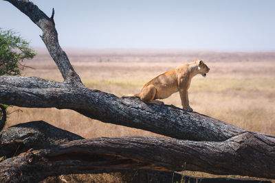 Lioness standing on tree