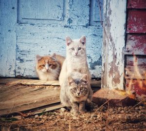 Portrait of cats sitting