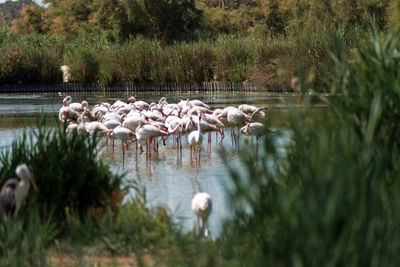 Flock of birds in lake