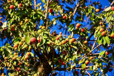 Low angle view of fruits on tree