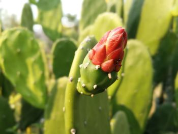 Close-up of cactus growing on plant