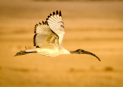 Close-up of a bird flying