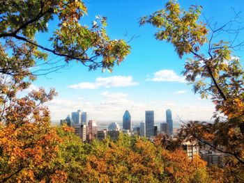 Trees in city against blue sky