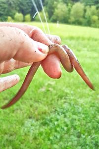 Close-up of hand holding grass