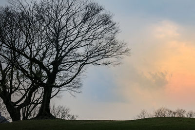 Bare tree on field against sky at sunset