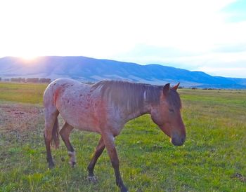 Horse grazing on grassy field