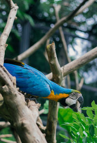 Birds perching on branch