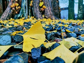 Close-up of autumn leaves