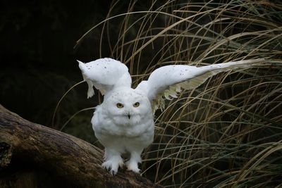 Owl with spread wings perching on tree