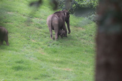 Elephant on field