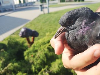 Close-up of a hand holding a bird