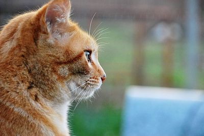 Close-up of a cat looking away