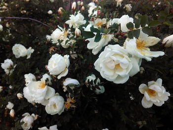 Close-up of white flowers